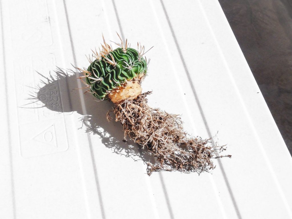 植え替えのために土から出したサボテンが日光に当たっている。